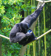 singe découvrant la chaussure