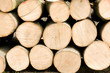 Spruce Logs Piled Up in Forest