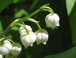 Muguet gros plan