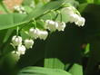 Muguet