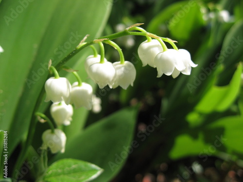 Photo: brin de muguet brin de muguet