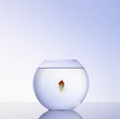Foto: Goldfisch im Glas Goldfisch im Glas