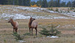Two young male elks, cervus canadensis