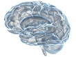 xray human brain