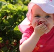 Foto: lecker Erdbeeren lecker Erdbeeren