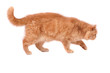 cat cat