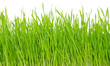 green grass