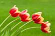 Four red and yellow tulips on green background