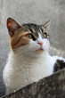 Chatte 