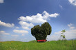 Baum in Herzform mit Bank