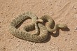 GreenRattlesnake(Crotalus Scutulatus)MojaveDesert,California,Usa