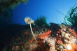 spirografo fondali pantelleria