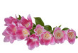 Tulpen