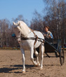 Cart with a white horse
