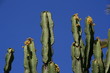 Cactus en fleurs Cactus en fleurs