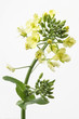Colza en fleurs