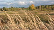 Landscape with autumn forest and a moving car out of focus