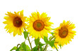 Three sunflowers isolated on white background