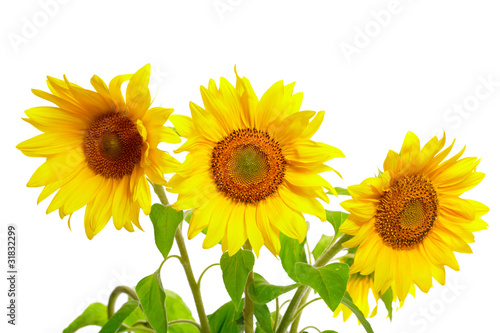 Photo: Three sunflowers isolated on white background Three sunflowers isolated on white background