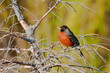 American robin sits on a bench