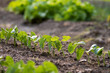 Les haricots