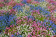Natural pattern with 3 colour flowers, close up