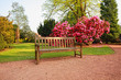 Beautiful, old park with azalea trees
