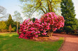 Photo en ligne au meilleur prix Beautiful, old park with azalea trees