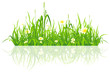 Green grass