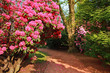 Beautiful, old park with azalea trees