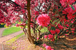 Beautiful, old park with azalea trees