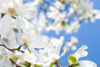 コブシの花と青空