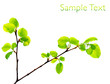 Vector branch of green beech leaves isolated on white background Vector branch of green beech leaves isolated on white background