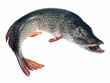 Pike isolated on white background Pike isolated on white background
