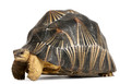 Radiated tortoise, Astrochelys radiata, Radiated tortoise, Astrochelys radiata,