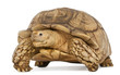 African Spurred Tortoise, Geochelone sulcata, African Spurred Tortoise, Geochelone sulcata,