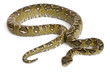 Boa manditra, Sanzinia madagascariensis, 2 years old,