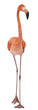 American Flamingo, Phoenicopterus ruber, 10 years old, standing