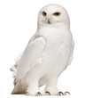 Male Snowy Owl, Bubo scandiacus, 8 years old,
