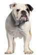 English bulldog, 7 months old,