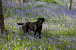 Black Labrador in bluebells