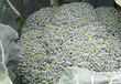 Brócoli (Brassica oleracea italica) Brócoli (Brassica oleracea italica)