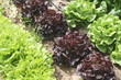 lechuga en huerto lechuga en huerto