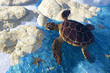 Sea Tortoise on Land
