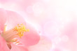 Flower background