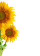 The beautiful sunflower
