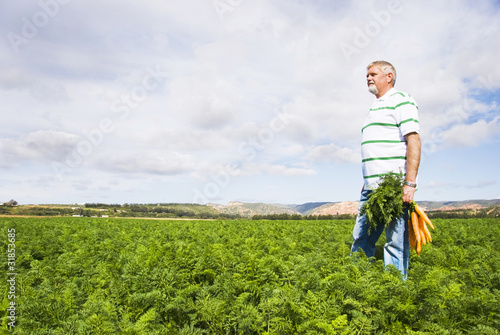 Photo: Carrot farmer in a carrot field on a farm Carrot farmer in a carrot field on a farm