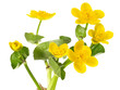 Sumpfdotterblume