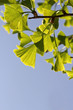 Ginkgoleaves, alternative medicine