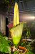 Amorphophallus Titanum im Botanischen Garten Basel 2011